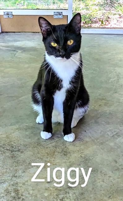 ZIGGY - Domestic Short Hair available for adoption