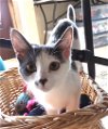 adoptable Cat in albemarle, NC named Gigi