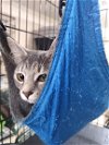 adoptable Cat in albemarle, NC named Kendall