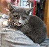 adoptable Cat in albemarle, NC named Petey
