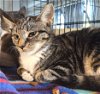 adoptable Cat in albemarle, NC named Victoria