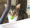 adoptable Cat in Albemarle, NC named Victoria