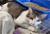 adoptable Cat in albemarle, NC named Gidgit