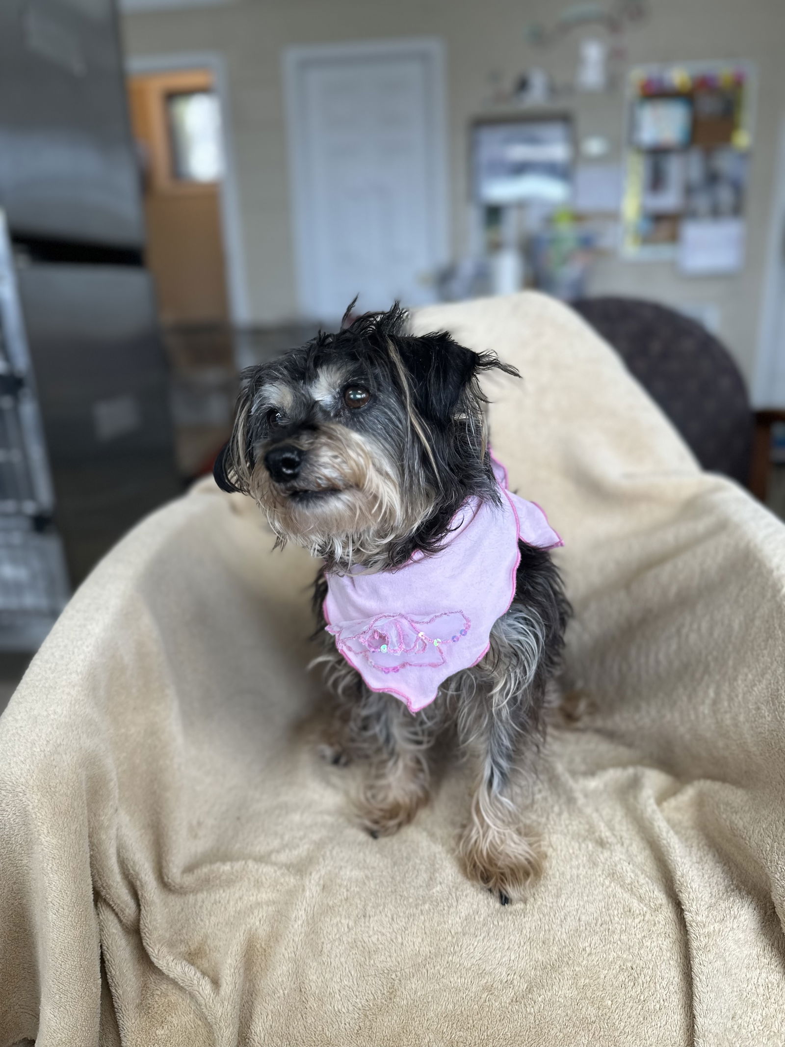 Dog for Adoption - Skittles, a Yorkshire Terrier Yorkie in Cheraw, SC ...