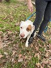adoptable Dog in albemarle, NC named Missy