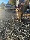 adoptable Dog in albemarle, NC named Gage