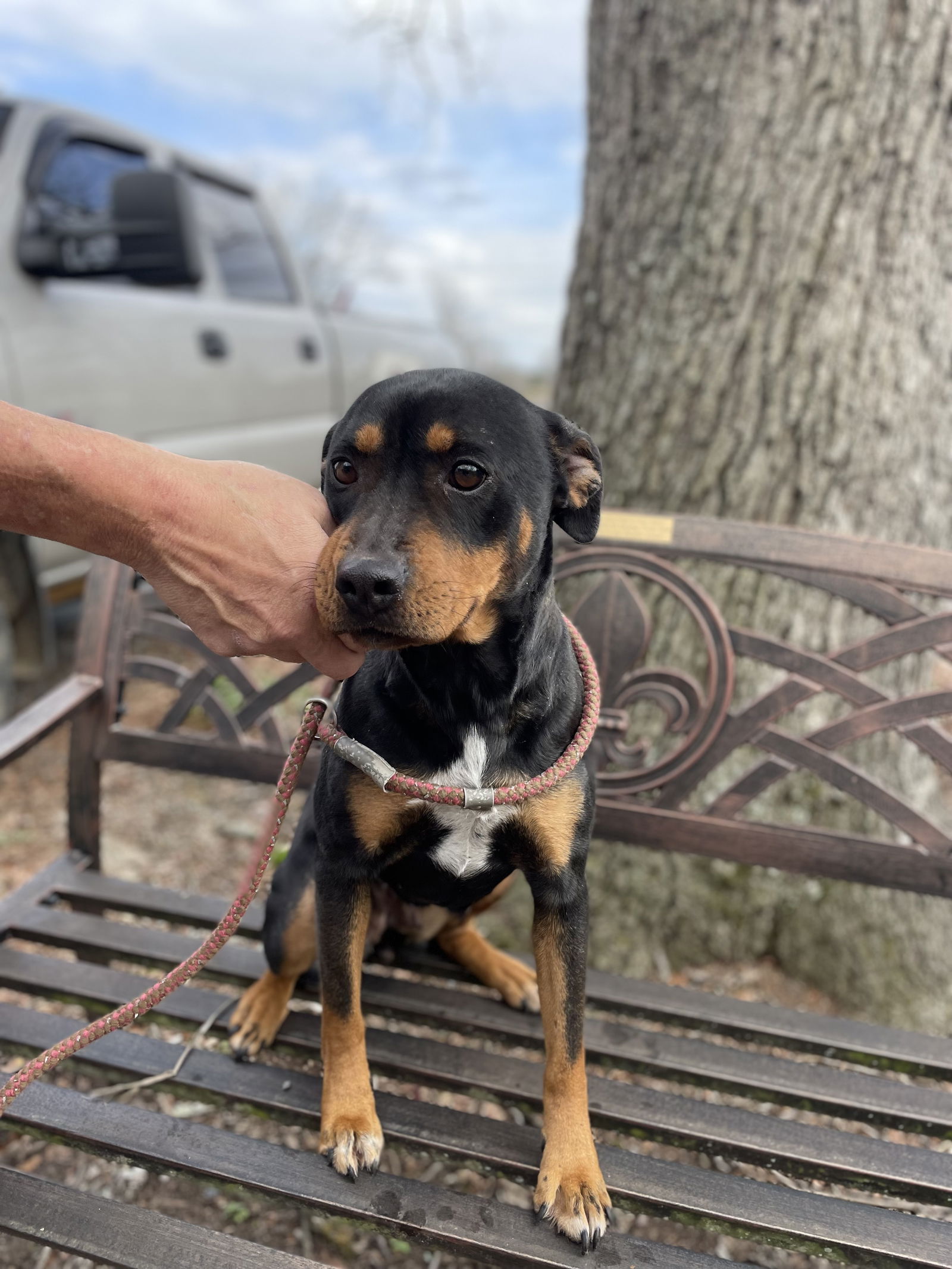 Dog adoption in Albemarle, NC 28001: Rottweiler / Hound (short coat ...