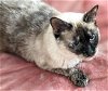 adoptable Cat in albemarle, NC named Simone