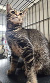 adoptable Cat in Albemarle, NC named Guinevere