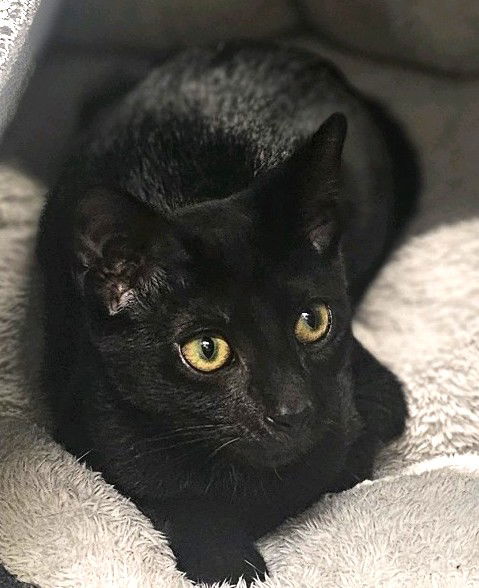 adoptable Cat in Albemarle, NC named Taz