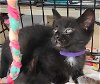 adoptable Cat in albemarle, NC named Eclipse