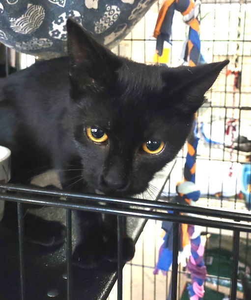 adoptable Cat in Albemarle, NC named Eclipse