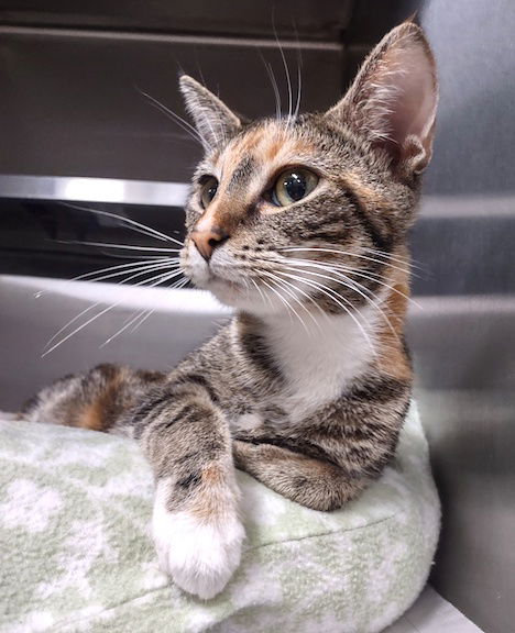 adoptable Cat in Albemarle, NC named Moana