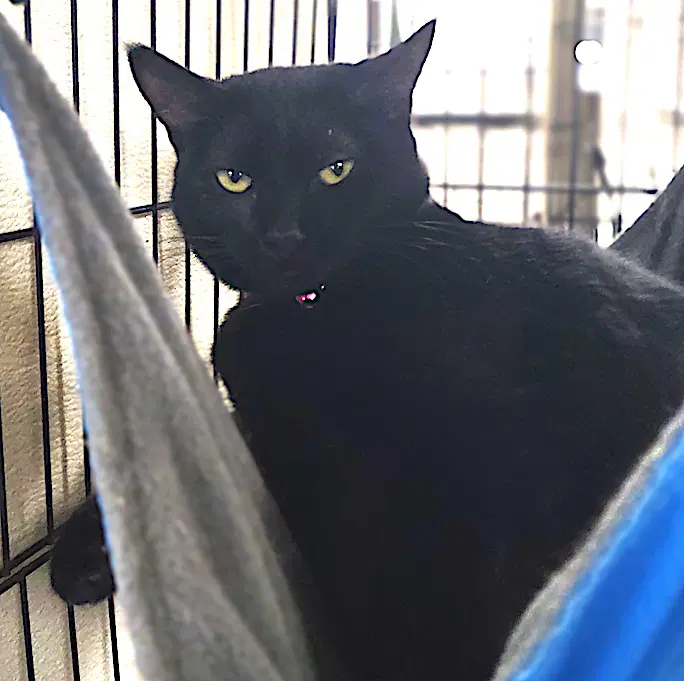 Haven - Domestic Short Hair