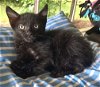 adoptable Cat in albemarle, NC named Hudson