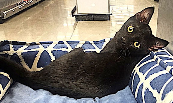 adoptable Cat in Albemarle, NC named Hudson