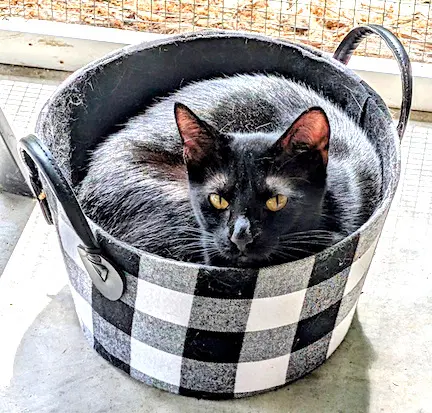 Roman - Domestic Short Hair