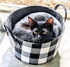 adoptable Cat in albemarle, NC named Roman