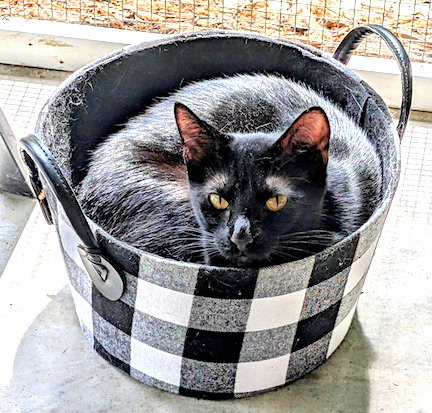 ROMAN - Domestic Short Hair available for adoption