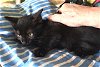 adoptable Cat in albemarle, NC named Roman