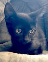 adoptable Cat in Albemarle, NC named Midnight