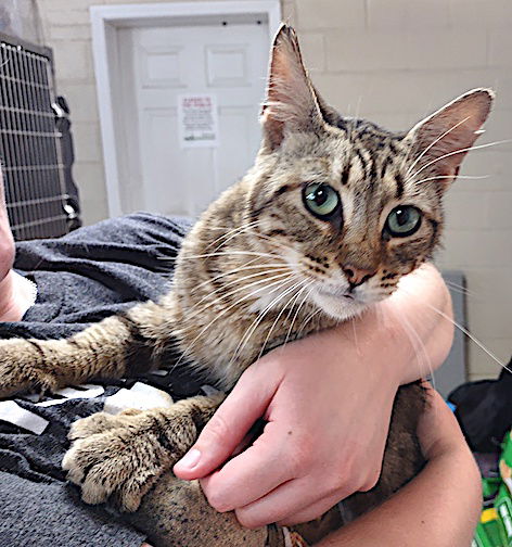 adoptable Cat in Albemarle, NC named Major Love Bug