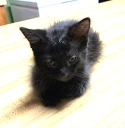 adoptable Cat in Albemarle, NC named Kittens Courtesy Post