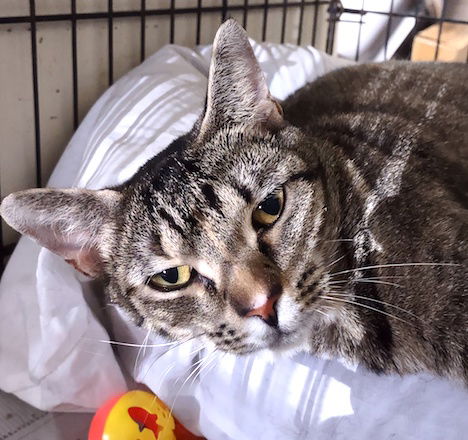 adoptable Cat in Albemarle, NC named Squirrel