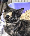 adoptable Cat in Albemarle, NC named Turtle