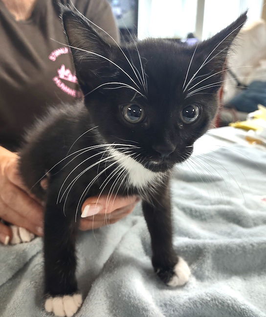 adoptable Cat in Albemarle, NC named Binx