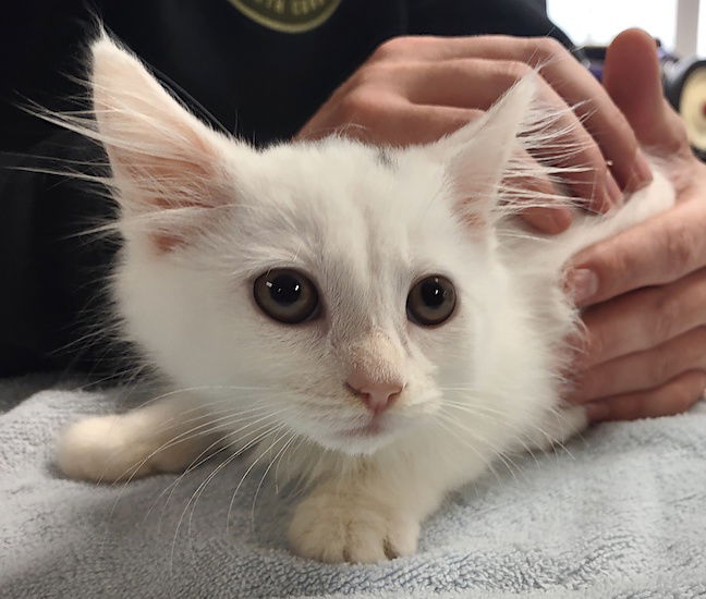 adoptable Cat in Albemarle, NC named Savannah