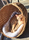 adoptable Cat in Albemarle, NC named Corgan