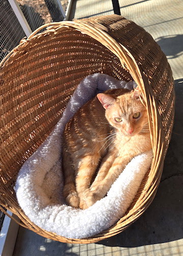 picture of the cat needing adoption