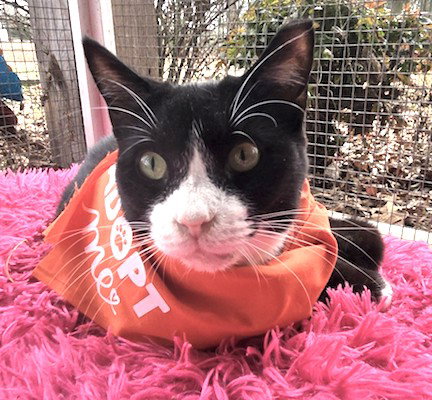 picture of the cat needing adoption