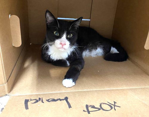 HAYMITCH - Domestic Short Hair available for adoption