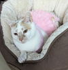 adoptable Cat in albemarle, NC named Madre