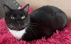 adoptable Cat in Albemarle, NC named Charlotte