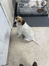 adoptable Dog in  named Chevy