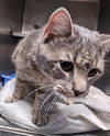 adoptable Cat in Albemarle, NC named Baloo