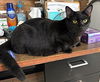 adoptable Cat in albemarle, NC named Newt