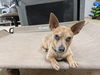 adoptable Dog in albemarle, NC named Pepper
