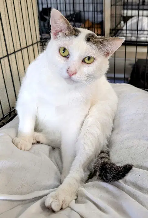 Kismet - Domestic Short Hair