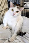 adoptable Cat in albemarle, NC named Kismet