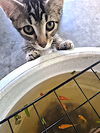 adoptable Cat in Albemarle, NC named Beans