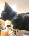 adoptable Cat in  named Dusty