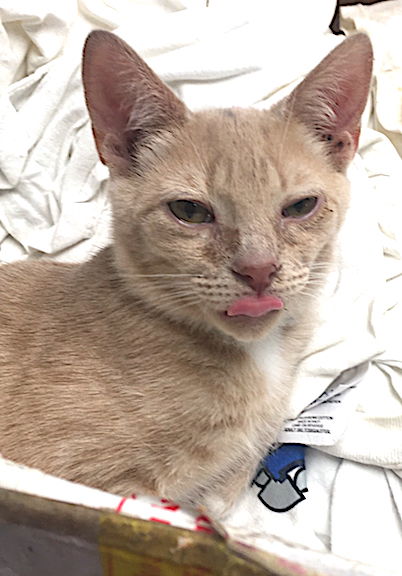 adoptable Cat in Albemarle, NC named Rusty