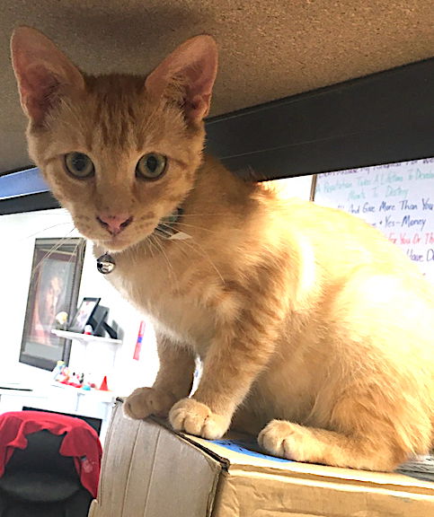 adoptable Cat in Albemarle, NC named Tobasco