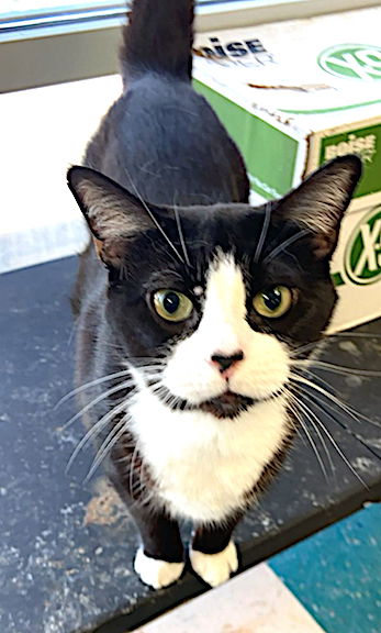 adoptable Cat in Albemarle, NC named Mustache