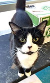 adoptable Cat in albemarle, NC named Mustache