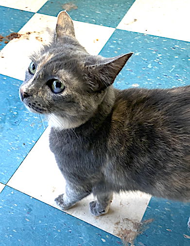 adoptable Cat in Albemarle, NC named Tiny